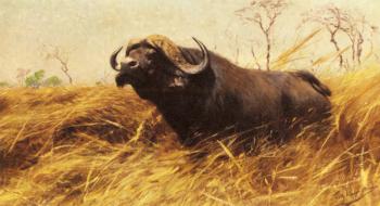 Friedrich Wilhelm Kuhnert : An African Buffalo